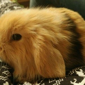 Meet your Posher, Frank